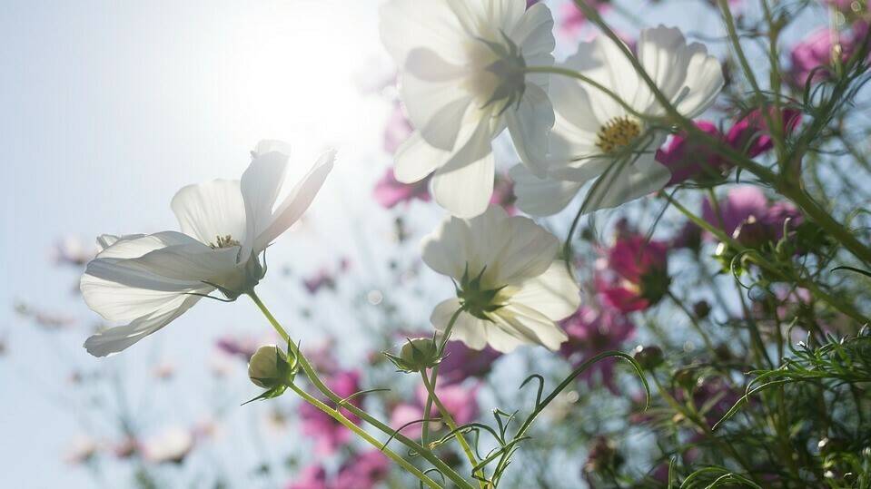 cosmos|spogagafa18|Trendshow_Banner_Button_DE_EN_487x_